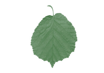 Fototapeta premium Fresh Green Tree Leaf Transparent Background Detailed Nature Plant Element