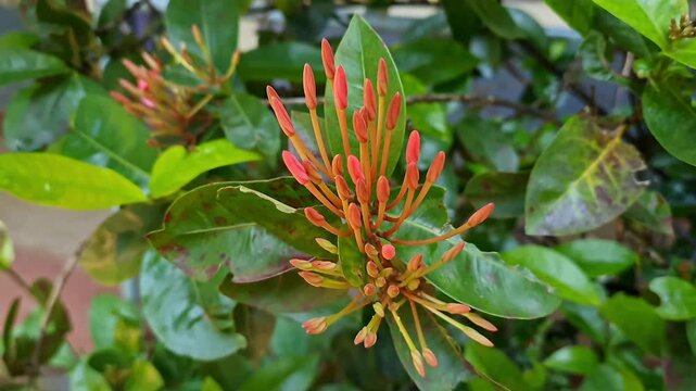Closeup view of red ixora buds forming cluster before blooming in tropical garden