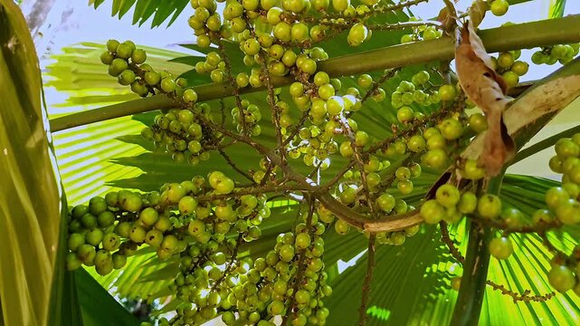 Closeup view of licuala peltata fan palm fruit in tropical forest setting