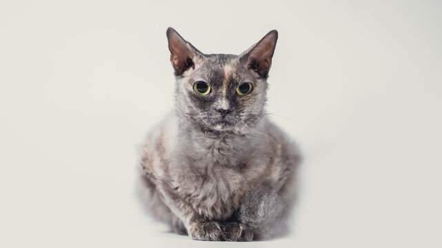 gray cat of breed brush sphinx isolated