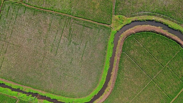 Drone shot of meandering stream surrounding rectangular patterns of fertile green rice plantations