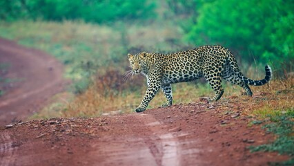 A leopard crossing a forest path in an Indian forest © fusebulb