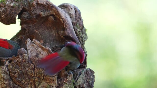 Red Tailed Laughingthrush Fighting For Food On Tree Trunk