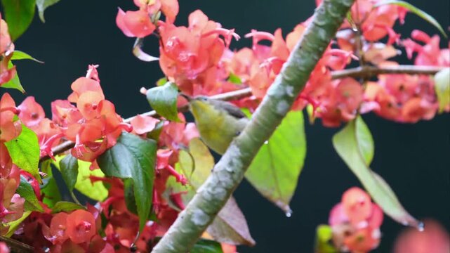 Female Ornate Sunbird Feeding On Nectar From Red Flowers