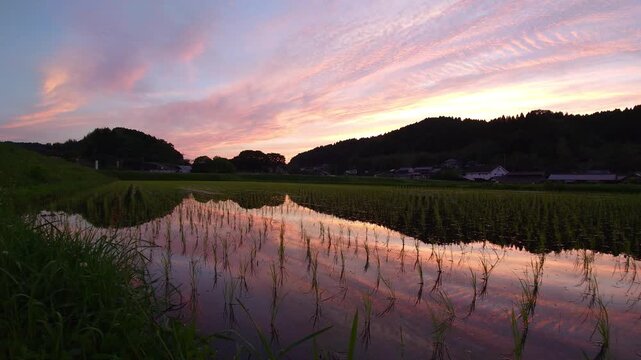 夕焼けと水田（大分県竹田市）