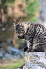 Obraz premium A close-up portrait of a funny cat sitting on a rock with its tongue hanging out.