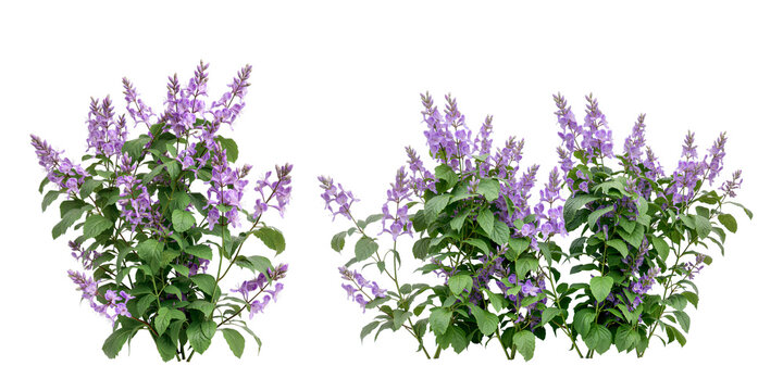 Purple flowers shrub isolated on white background