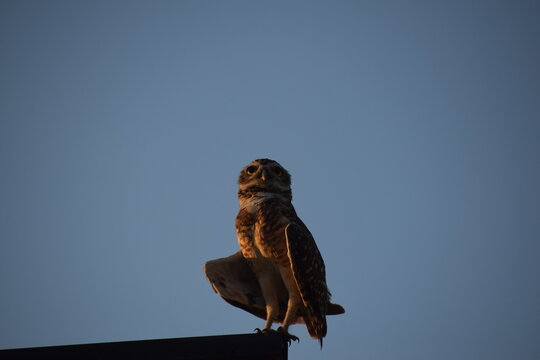 little burrowing owl perched on a banner pole