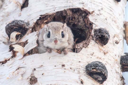 春のエゾモモンガ