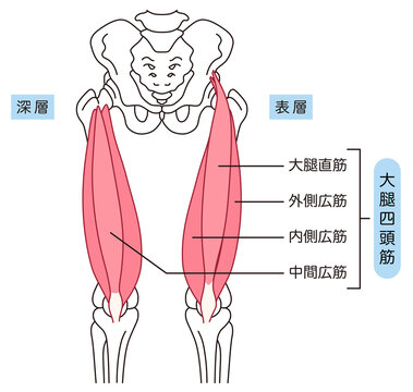 太ももの筋肉　大腿四頭筋