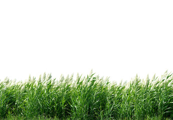 Obraz premium Reed, cattail, reed, grass. Horizontal, popular, abstract, natural, beautiful background for demonstrating products, goods, text. Nature, flora, environmental friendliness.