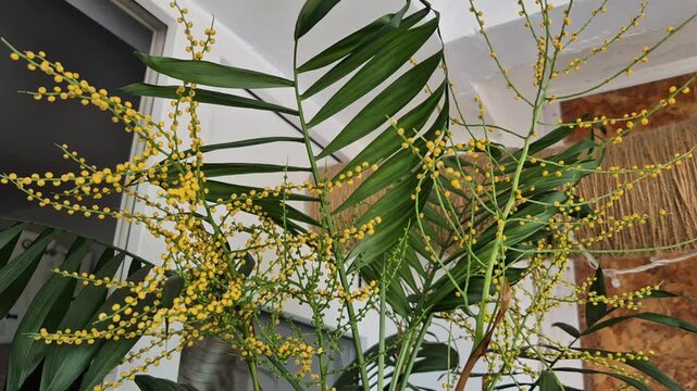 A parlor palm plant with green fronds and clusters of small, bright yellow flower buds.