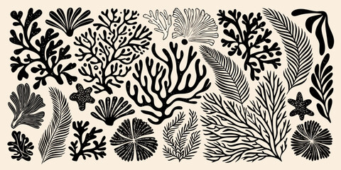 Black and white botanical illustration of various seaweed and coral forms © Achinta