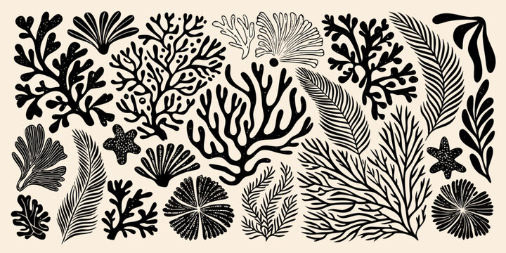Black and white botanical illustration of various seaweed and coral forms