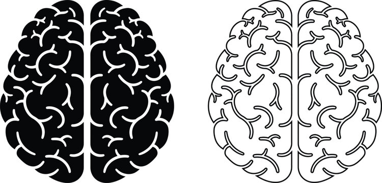 Detailed illustration of a human brain divided into hemispheres showcasing complex cortical structures