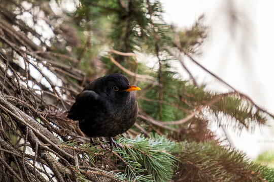 Common blackbird male looking at camera on pine tree branch