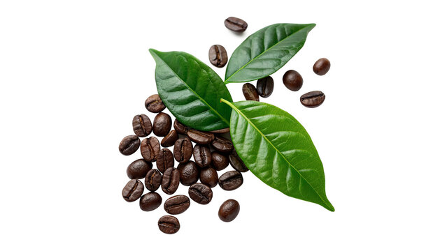 Green coffee leaves and roasted coffee beans isolated on transparent background cut out