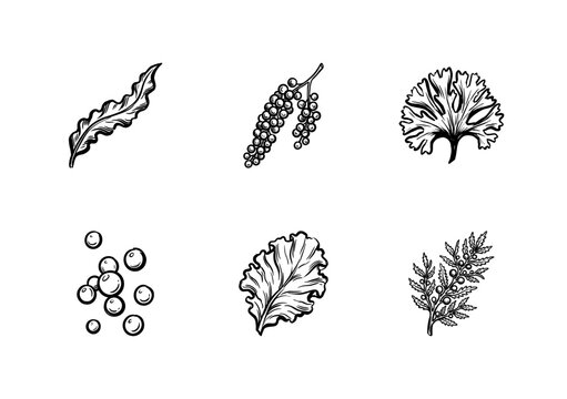 Marine Seaweed and Underwater Algae Botanical Elements with Fluid Ink Brush Strokes in Hand-Drawn Painterly Style