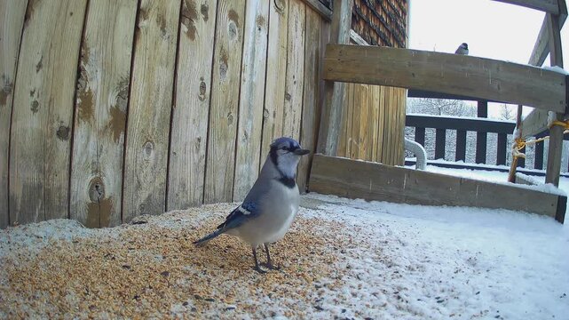 A Blue Jay feeds on birdseed on a snow-covered deck while two Black-capped Chickadees perch on a weathered wooden fence. Peaceful winter wildlife scene.