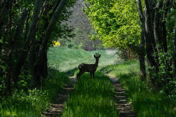 A roe deer in the woods. © pityke70