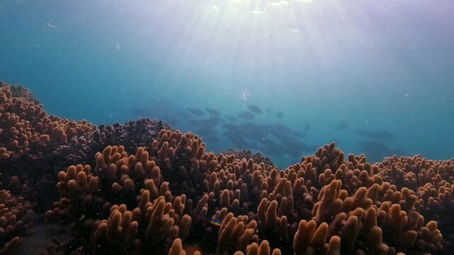 A large school of parrotfish swims in silhouette against the backdrop of soft, branched orange corals in shallow water in a sea bay.