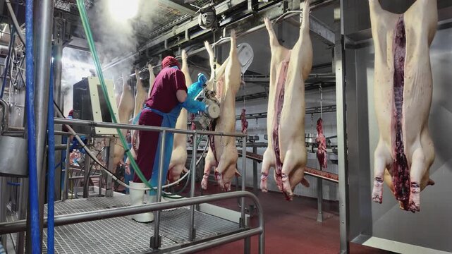 Butcher in protective gear using a mechanical saw to split hanging pig carcasses in a steamy meat processing plant