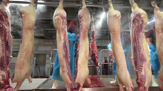 Row of split pig carcasses hanging from hooks on a conveyor line in a steamy industrial meat processing plant