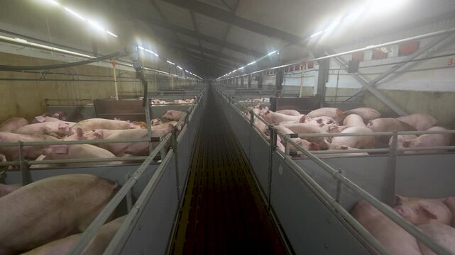 Interior view of a large modern industrial pig farm with rows of livestock in metal pens