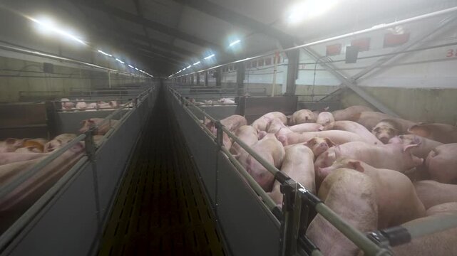 Interior view of a large modern industrial pig farm with rows of livestock in metal pens