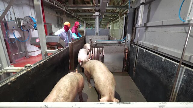 Workers in protective clothing herding pigs inside a modern meat processing plant or slaughterhouse