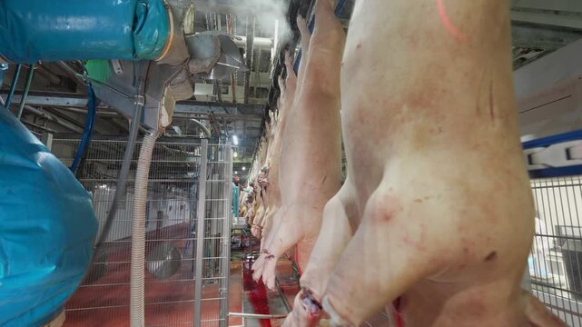 Worker operating equipment on automated meat processing line in modern food production facility