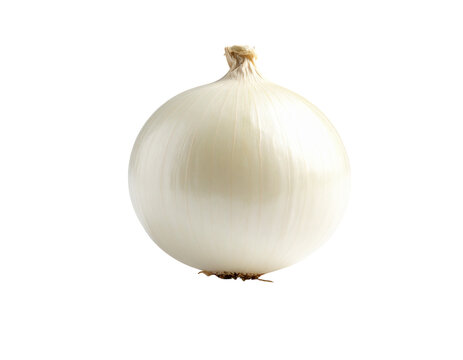 Cebollin (onion) full onion bulb with smooth white skin and root tip
