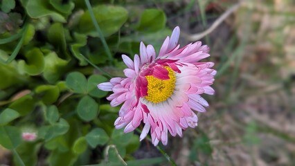 Macro shot of a pink English daisy flower growing in green grass © Tais