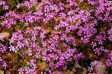 Obraz premium purple flowers in the garden