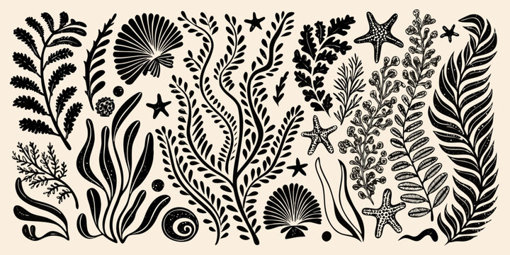Black and white botanical illustration of various sea life and plants