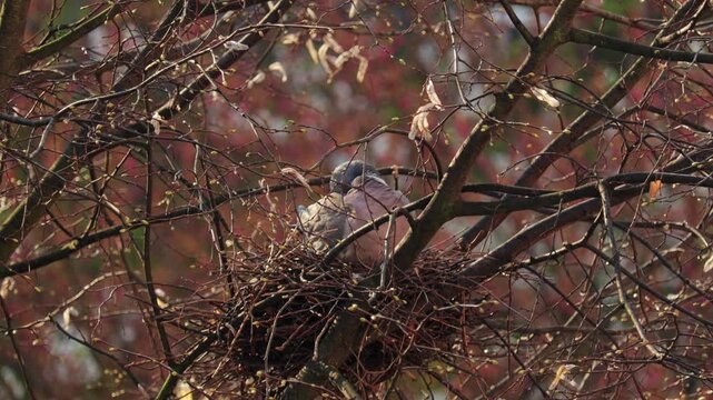 A dove sitting on her eggs in a nest in a tree in the morning sun. Wildlife, street animals