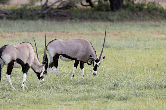 an oryx with a round horn