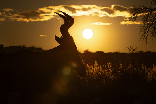 a silhouette of a red hartebeest close-up