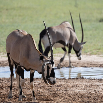a gemsbuck with a circular horn