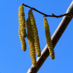 Naklejka premium Male catkins against a blue sky, hanging yellowish catkins appearing in early spring, flowering common hazel
