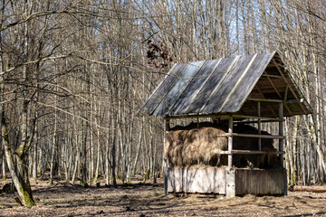  Wooden hay feeder for wild animals in bare winter forest, Bialowieza Forest, Poland © Art L