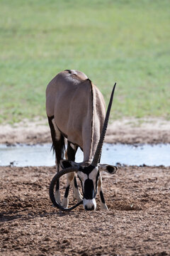 a gemsbuck with a circular horn