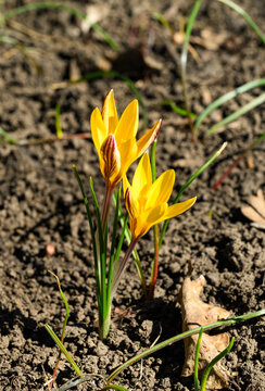 A Cloth-of-gold Crocus (Crocus angustifolius).
