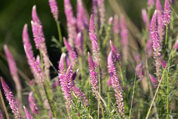 Obraz premium pink katstert flowers in Kgalagadi