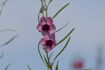 pink fox glove wild flower © Jurgens