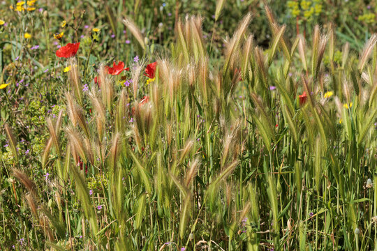 Espigas silvestres y amapolas en un prado denso durante la primavera, Beniarr&eacute;s, Espa&ntilde;a