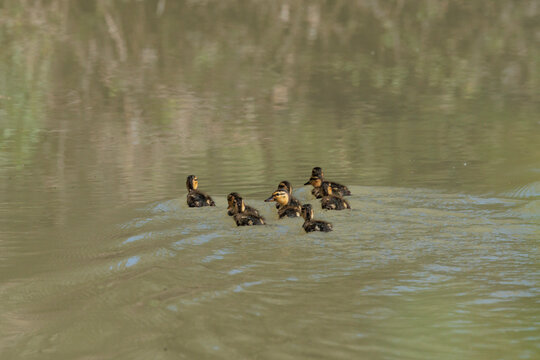 Cr&iacute;as de pato real nadando en grupo en las aguas del r&iacute;o Serpis, Beniarres, Espa&ntilde;a