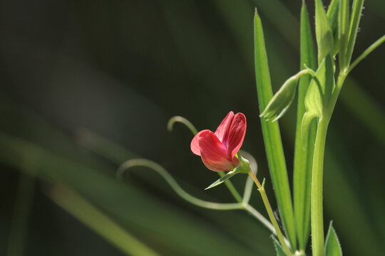 Flor de arveja silvestre roja con zarcillos sobre fondo verde desenfocado en el barranco de la Encantada, Beniarr&eacute;s, Espa&ntilde;a