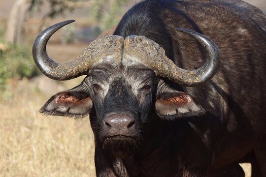 Kaffernb&uuml;ffel / African buffalo / Syncerus caffer