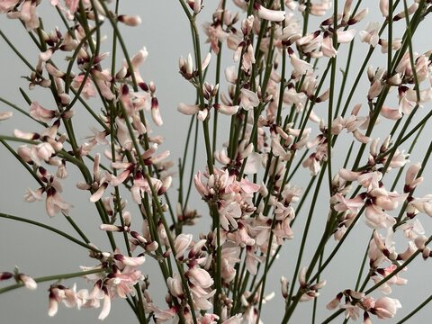 Fresh pink genista flowers on the white background 